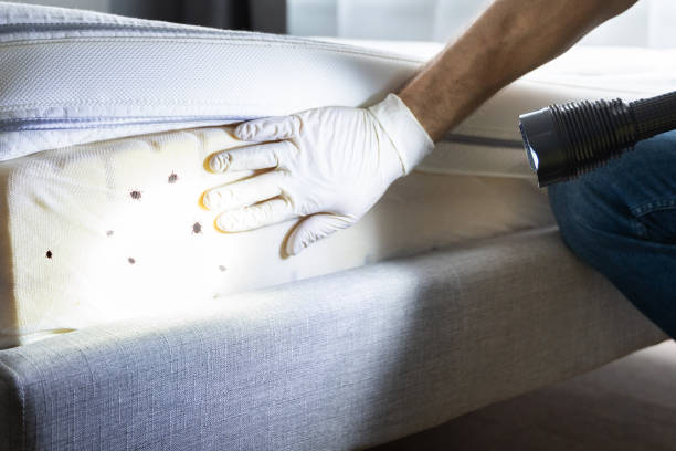 Flea Control Services in Selah, WA